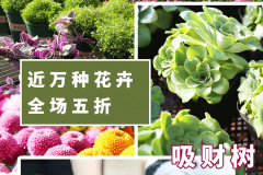 网红开业鲜花,鲜花簇拥见证辉煌时刻