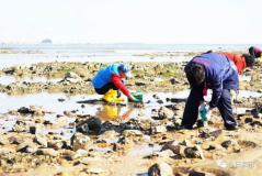 网红赶海,探寻海洋宝藏的时尚之旅